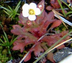 Attēlu rezultāti vaicājumam “Saxifraga tridactylites fruit”
