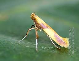 Attēlu rezultāti vaicājumam “Caloptilia alchimiella”