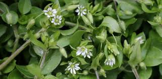 Attēlu rezultāti vaicājumam “Stellaria media bud”