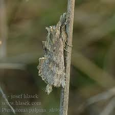 Attēlu rezultāti vaicājumam “Pterostoma palpina”