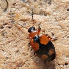 Attēlu rezultāti vaicājumam “Lebia chlorocephala”