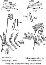 Attēlu rezultāti vaicājumam “Lathyrus palustris”