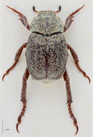 Attēlu rezultāti vaicājumam “Hoplia graminicola”