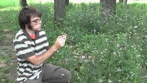 Attēlu rezultāti vaicājumam “Torilis japonica”