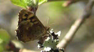 Attēlu rezultāti vaicājumam “Pararge aegeria underside”