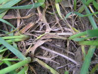 Attēlu rezultāti vaicājumam “Mycosphaerella millegrana”