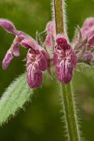 Attēlu rezultāti vaicājumam “Stachys sylvatica”