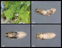 Attēlu rezultāti vaicājumam “Aphodius sp. imago”