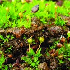 Attēlu rezultāti vaicājumam “Breidleria pratensis”