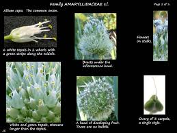 Attēlu rezultāti vaicājumam “Allium cepa flower”