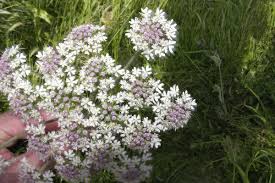 Image result for Heracleum sphondylium