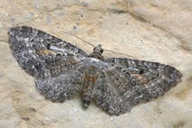 Attēlu rezultāti vaicājumam “Eupithecia icterata”