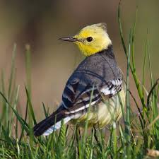 Attēlu rezultāti vaicājumam “Motacilla citreola”