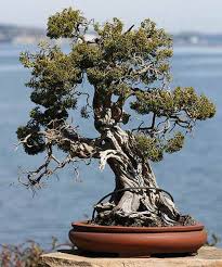 Image result for parthenocissus bonsai