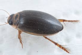 Attēlu rezultāti vaicājumam “Rhantus frontalis”