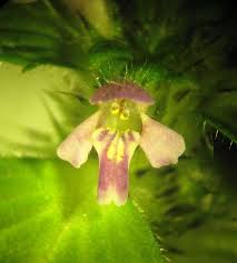 Attēlu rezultāti vaicājumam “Galeopsis bifida flower”