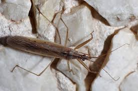 Attēlu rezultāti vaicājumam “Nabidae”