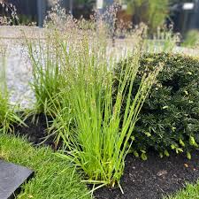 Attēlu rezultāti vaicājumam “Briza media”