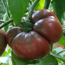 Afbeeldingsresultaat voor black elephant tomato