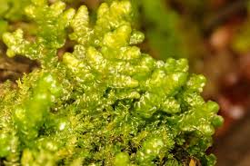 Attēlu rezultāti vaicājumam “Lophocolea minor macro”