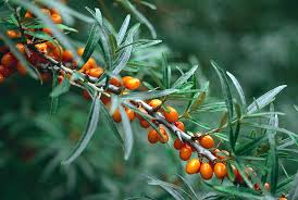 Attēlu rezultāti vaicājumam “Hippophae rhamnoides leaf”