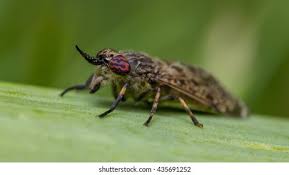 Attēlu rezultāti vaicājumam “Haematopota sp.”