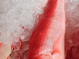 Image result for Hyporthodus niveatus