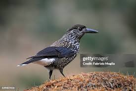 Image result for Nucifraga caryocatactes