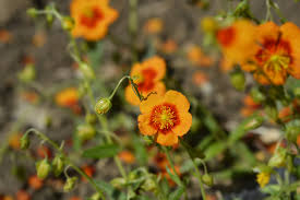 Attēlu rezultāti vaicājumam “Helianthemum nummularium fruit”