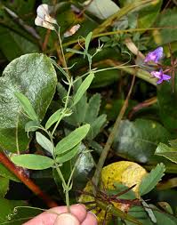 Attēlu rezultāti vaicājumam “Lathyrus palustris bud”