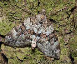 Attēlu rezultāti vaicājumam “Thera variata”