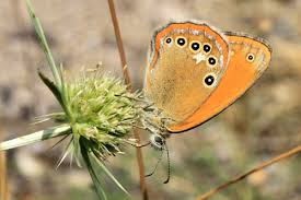 Attēlu rezultāti vaicājumam “Coenonympha glycerion underside”
