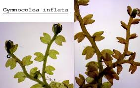 Attēlu rezultāti vaicājumam “Gymnocolea inflata”