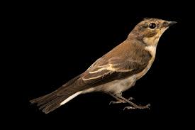 Attēlu rezultāti vaicājumam “Ficedula hypoleuca”