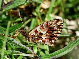 Attēlu rezultāti vaicājumam “Boloria dia underside”