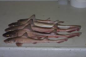 Image result for Mustelus asterias