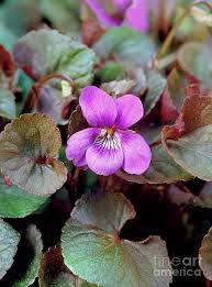 Attēlu rezultāti vaicājumam “Viola riviniana leaf”