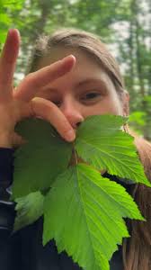 Attēlu rezultāti vaicājumam “Rubus parviflorus leaf”