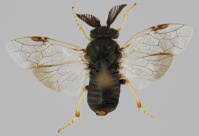 Attēlu rezultāti vaicājumam “Diprion pini”