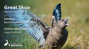 Image result for Stercorarius skua