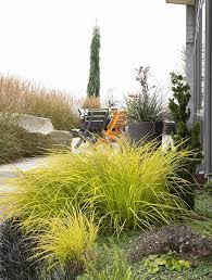 Attēlu rezultāti vaicājumam “Carex elata flower”