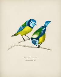 Image result for Cyanistes caeruleus