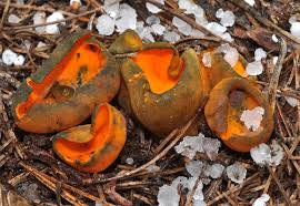 Attēlu rezultāti vaicājumam “Caloscypha fulgens”