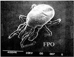 Attēlu rezultāti vaicājumam “Mesostigmata”
