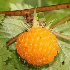 Attēlu rezultāti vaicājumam “Rubus nessensis fruit”