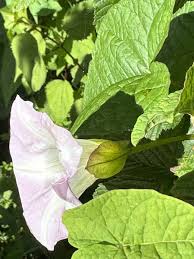 Attēlu rezultāti vaicājumam “Calystegia sepium leaf”