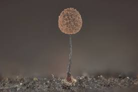 Attēlu rezultāti vaicājumam “Comatricha ellae stalked”