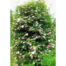 Attēlu rezultāti vaicājumam “Actinidia kolomikta”