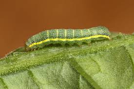 Attēlu rezultāti vaicājumam “Lacanobia oleracea”