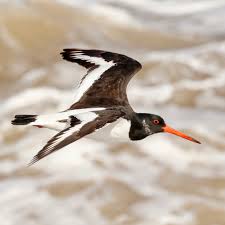 Attēlu rezultāti vaicājumam “Haematopus ostralegus”